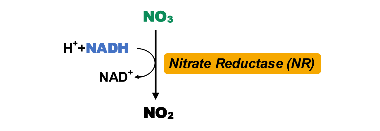 硝酸还原酶活性检测试剂盒